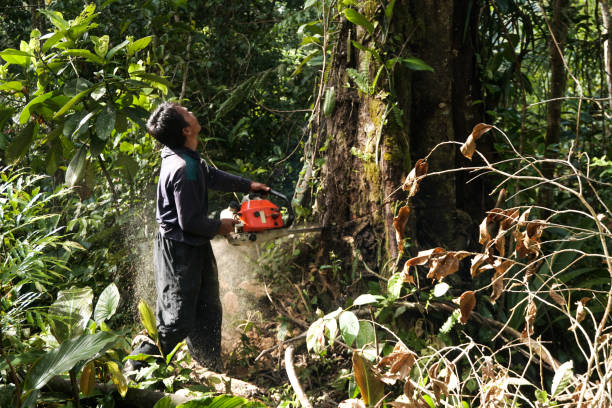 Best Tree Maintenance Programs  in Kahaluu, HI